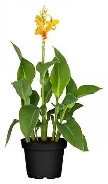 Piardino Dosna indická Canna indica