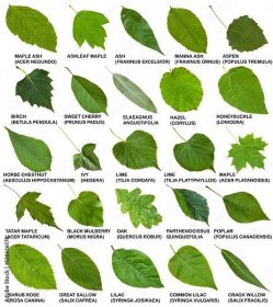 green leaves of trees and shrubs with names Stock Photo | Adobe Stock