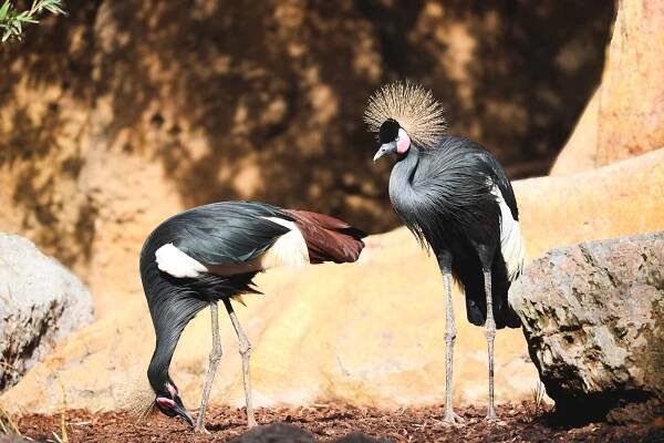 Black Crowned Cranes in Bioparc Zoo of Valencia