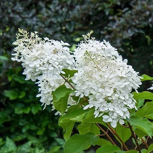 Hortenzie Kytice PHANTOM bílá Hydrangea P9 Číslo pasu (část C) SZD/059