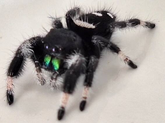 Snakes | Phidippus regius - skákavka královská