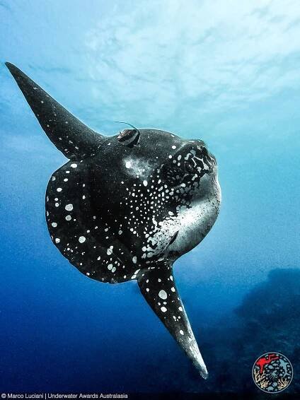 A large ocean sunfish (Mola mola) with a speckled, flat body swims gracefully underwater, surrounded by blue ocean. The fish appears close to the camera, with sunlight illuminating its unique shape.