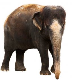 Elephant Isolated Free Stock Photo - Public Domain Pictures