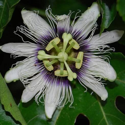 Mučenka jedlá – Passiflora edulis – Maracuja – predaj semien mučenky