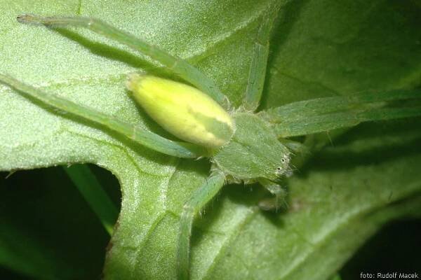 Česká arachnologická společnost - Micrommata virescens (Clerck, 1757) [maloočka smaragdová] → Čeleď: Sparassidae → Rod