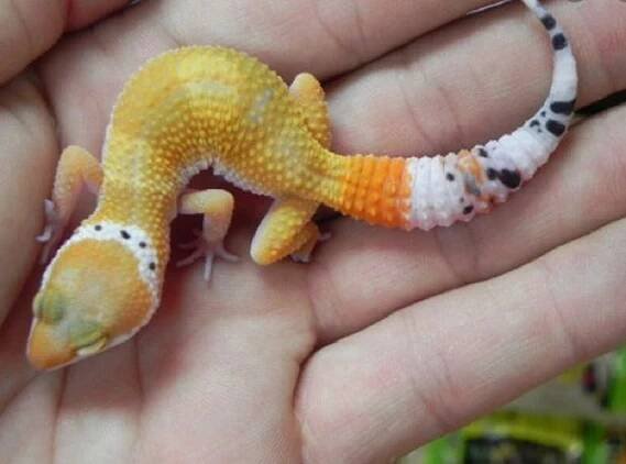Cara-merawat-Baby-Leopard-Gecko