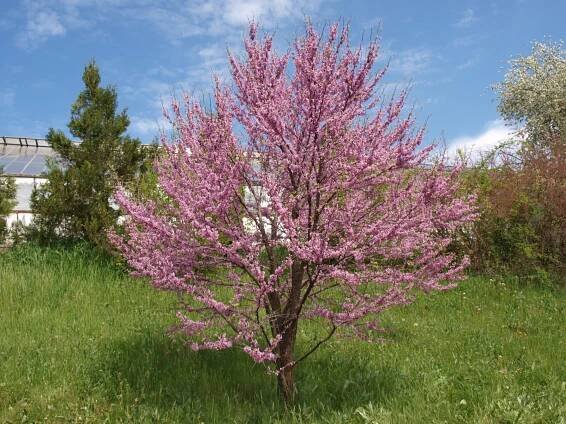 Zmarlika jidášova (Cercis siliquastrum) - 30 cm