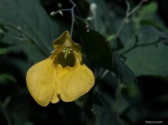 Netýkavka nedůtklivá (Impatiens noli-tangere)