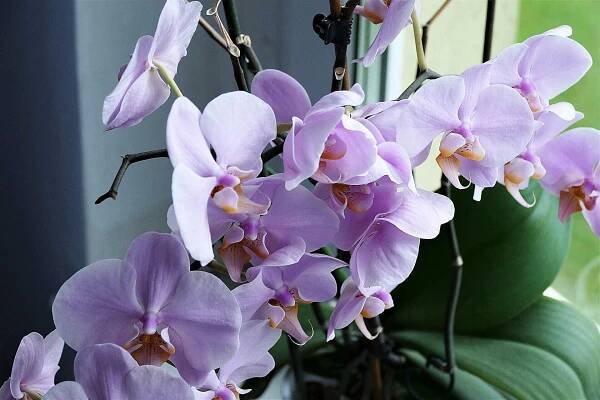 Jak to udlat, aby nm orchidej za oknem opakovan vykvetla