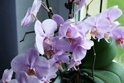 Česnek přinutí orchideje kvést. Jeho použití je jednoduché