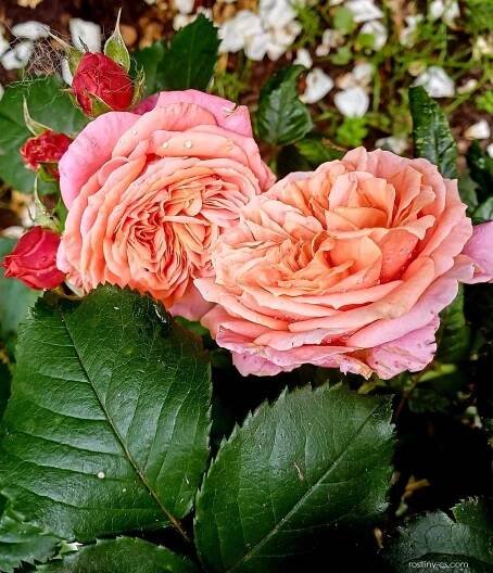 Růže Mary Ann - Velkokvěté růže (Rosa)