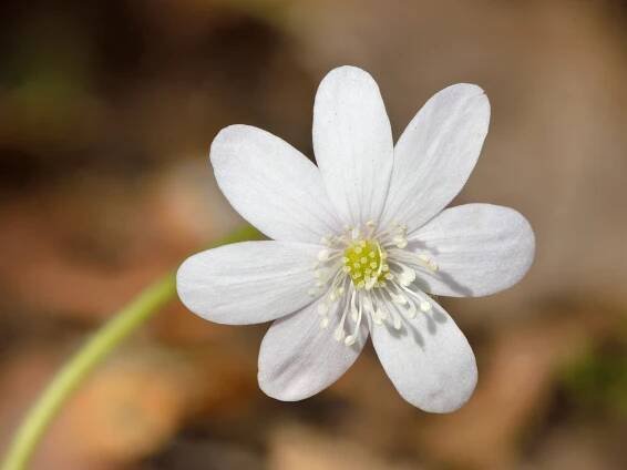 Soubor:Hepatica nobilis white flower - Keila.jpg – Wikipedie
