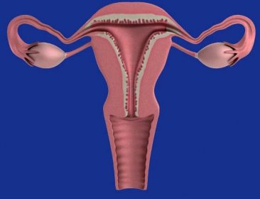 Vaječníky: Klíčový orgán ženského reprodukčního zdraví