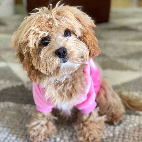 Wavy Cavapoochon Coat