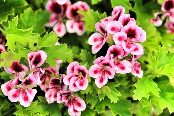 vonné pelanium pelargonium crispum v zahradě - kakost - stock snímky, obrázky a fotky