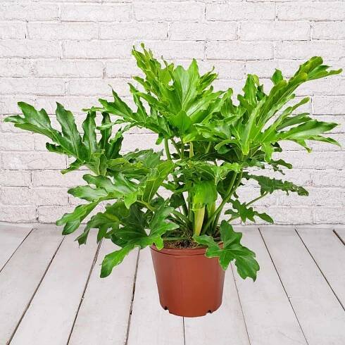 Philodendron Selloum Tropical Foliage Plant