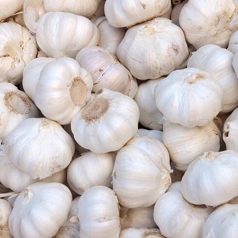 Sadbový česnek Vekan – Allium sativum – cibuloviny – prodej česneku