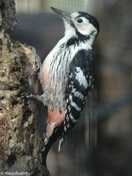 Dendrocopos leucotos (strakapoud bělohřbetý) | BioLib.cz