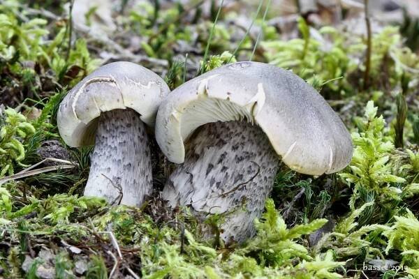 Čirůvka mýdlová šupinatá - Tricholoma saponaceum var. squamosum (Cooke) Rea | www.ohoubach.cz