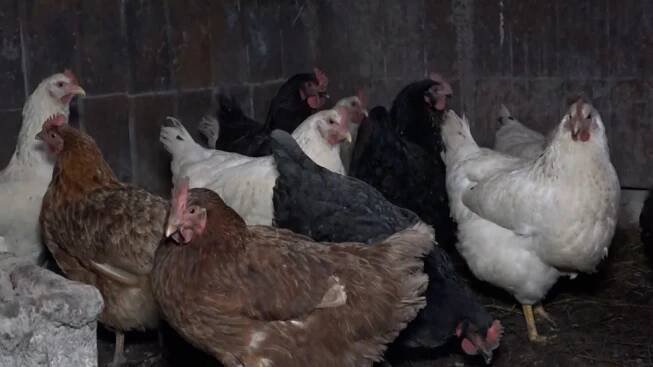 Farmář pouští slepicím Mozarta. Experiment funguje, slepice snášejí čtyřikrát více vajec
