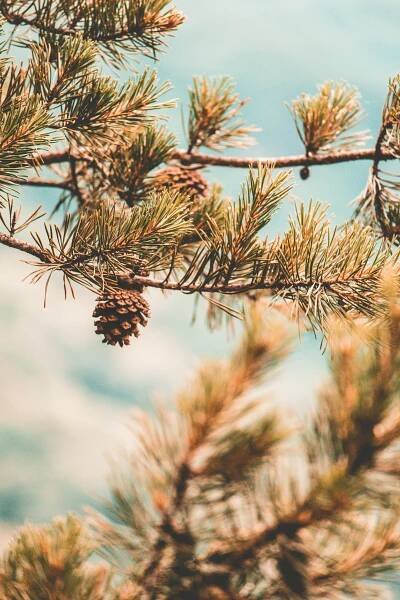 Three Pine Cones on Brick Wall · Free Stock Photo