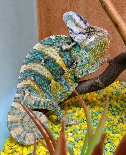 Chameleon jemenský