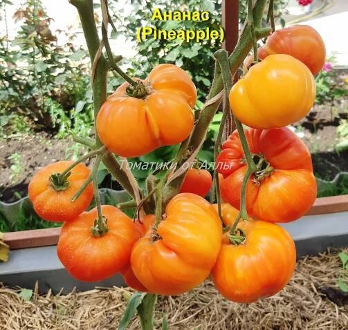 Tomato Ananas - popis odrůdy, recenze, výnos