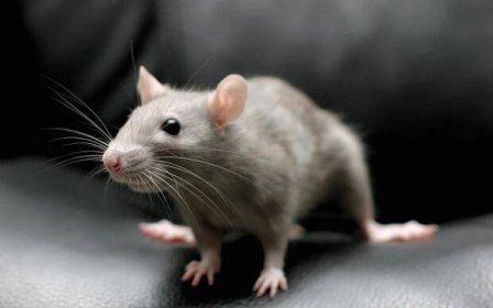Jak se zbavit myší a potkanů v bytě? Jak vyvést lidi navždy ven bez pasti na myši? Jak rychle chytit myš doma?