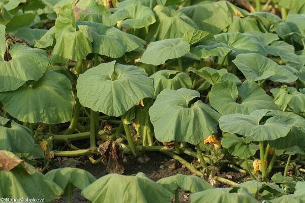 fotografie Cucurbita maxima (tykev obrovská (dýně obrovská))