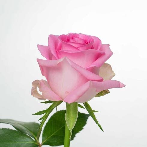 Revival – Yunique Flowers and Roses