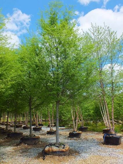 Elm-Bosque1