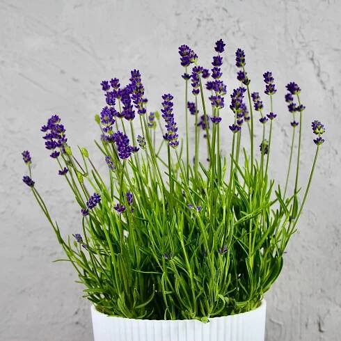 Levanduľa Angustifolia Essence purple