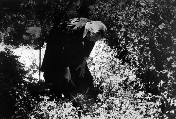 Georgia O'Keeffe picked vegetables at Abiquiu.