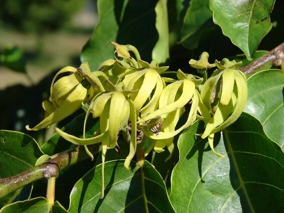 Ylang ylang: Esenciální olej, který podporuje zdraví srdce a účinně zlepšuje náladu - ČeskoZdravě.cz