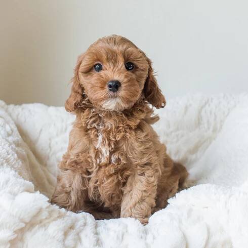 Susie, William - Cavapoochon Puppy.jpg