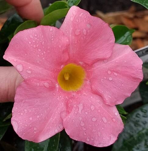 Mandevilla (Mandevilla Sundevilla) světle růžová