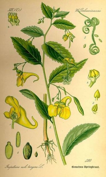 Tajenka