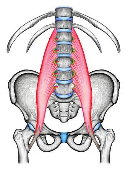 psoas major sval není označen - lumbar plexus stock ilustrace