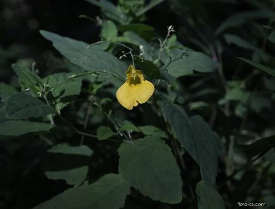 Netýkavka nedůtklivá (Impatiens noli-tangere)