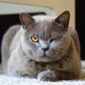 Modrá britská kočka (29 fotografií): popis britského plemene koček, barva rovných britských koček, charakter koťat britských