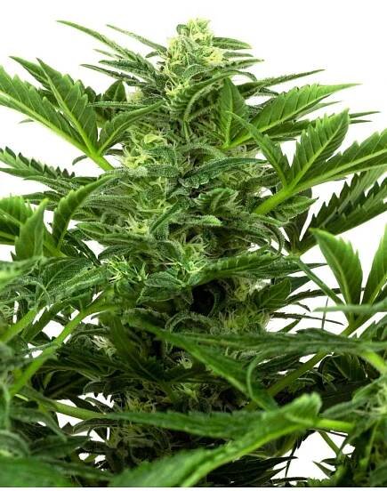 Mandarin Punch Autoflower