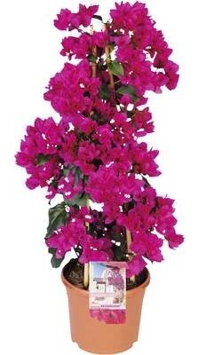Bugenvilea FloraSelf Bougainvillea 'Sanderiana' celková výška cca 100 cm květináč Ø 23 cm - HORNBACH