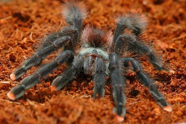 Pink Toed Tarantula