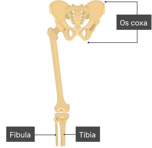 Femur bone - Distal end - labeled