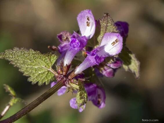 Hluchavka nachová (Lamium purpureum), květy, květenství