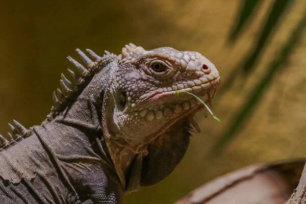 Lexikon zvířat – Zoopark Zájezd