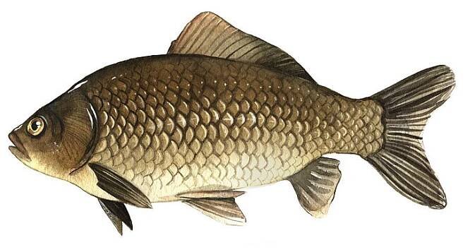 Crucian Carp (Carassius Carassius)