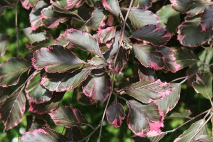 Buk lesní Roseomarginata - jarní listy (Fagus sylvatica), listy