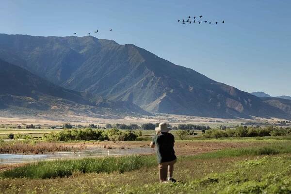 Juab County: Where Every Bird Tells a Story - Birding in Juab, UT