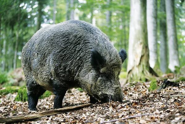 V mase z divočáka zachytili veterináři nebezpečného parazita